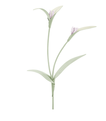 Touka Flower - Trio Fresh Almond