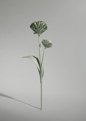 Tul Flower - Duo Fresh Almond