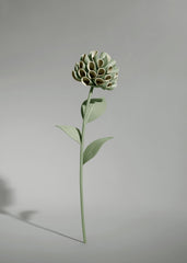 Dalium Flower - Duo Fresh Almond