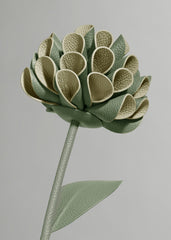 Dalium Flower - Duo Fresh Almond