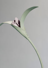 Touka Flower - Trio Fresh Almond